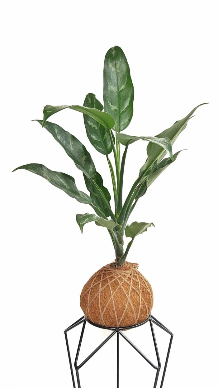Kokedama Aglaonema Cafeto - Imagen 3