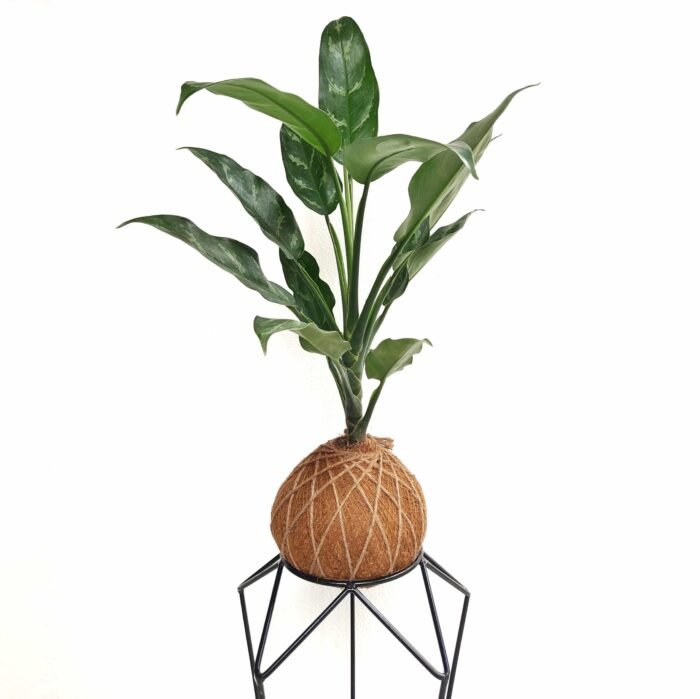 Kokedama Aglaonema Cafeto