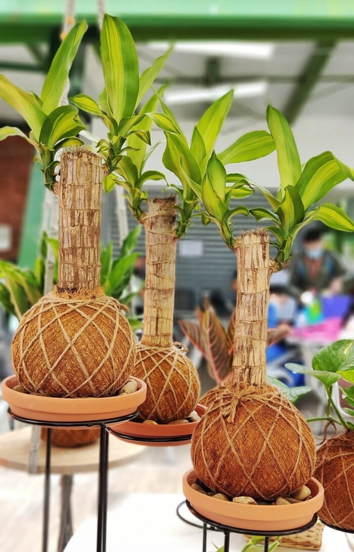 Kokedama Tronco de Brasil - Imagen 2