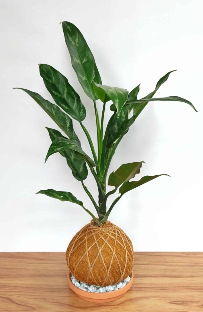 Kokedama Aglaonema Cafeto - Imagen 2