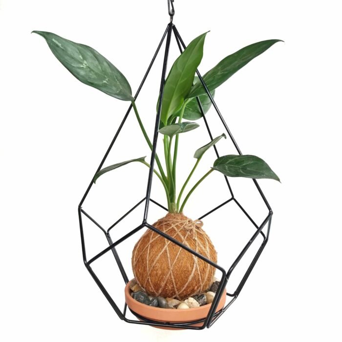 Kokedama Aglaonema Plateada - Imagen 2