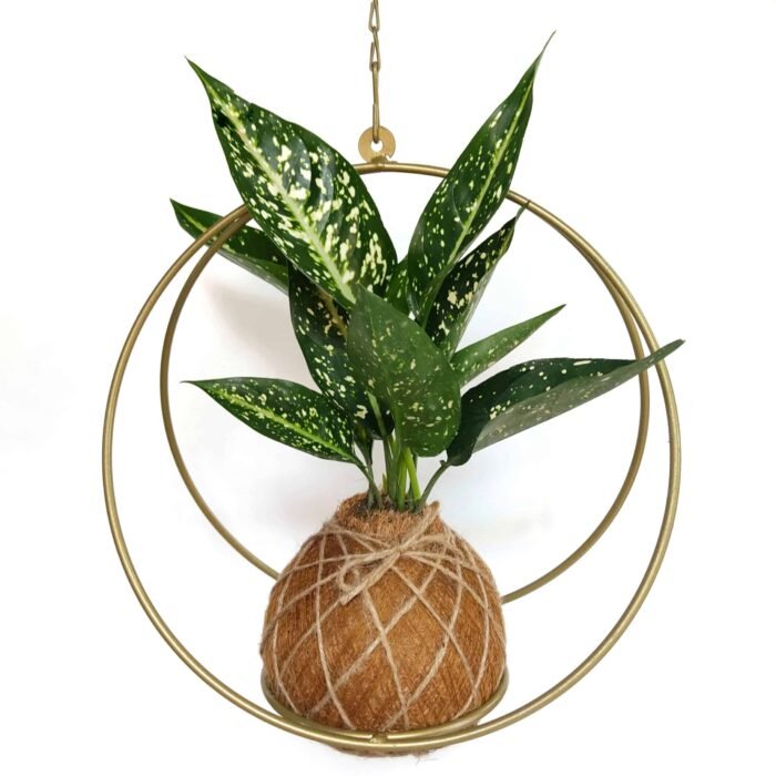 Kokedama Aglaonema Variegada - Imagen 2