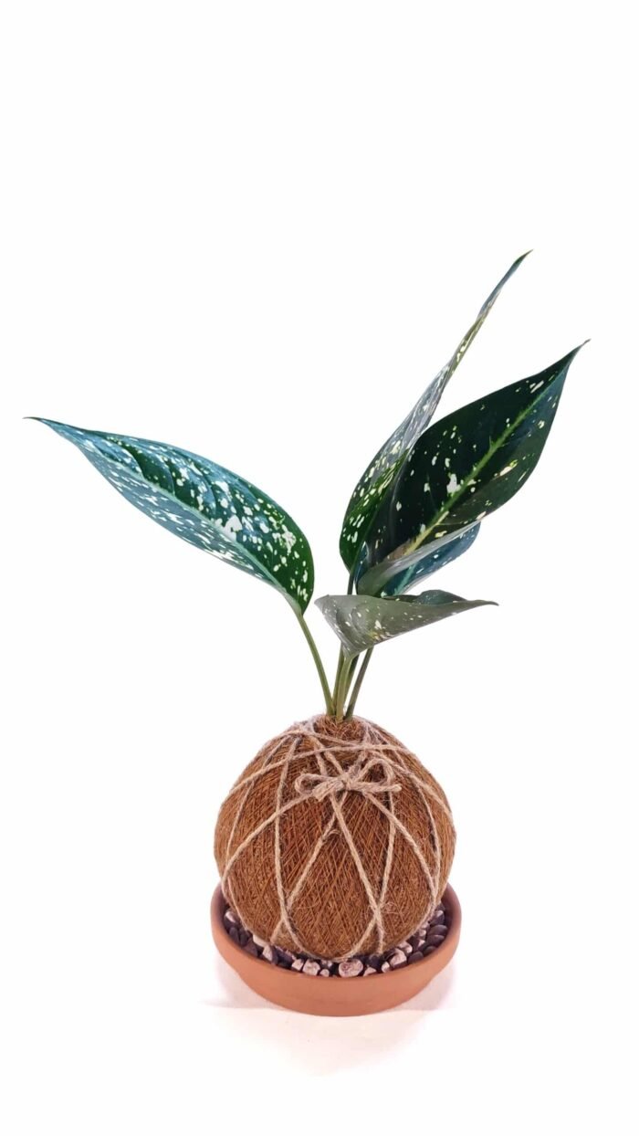 Kokedama Aglaonema Variegada - Imagen 3