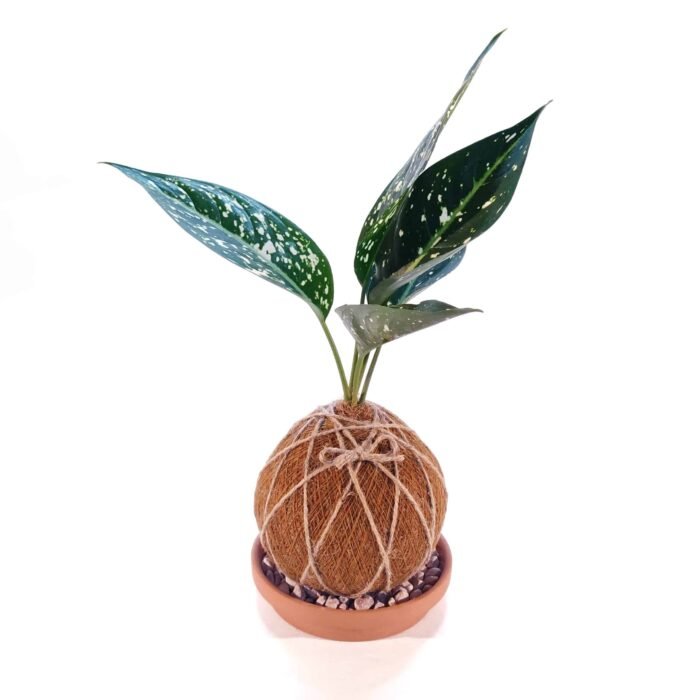 Kokedama Aglaonema Variegada
