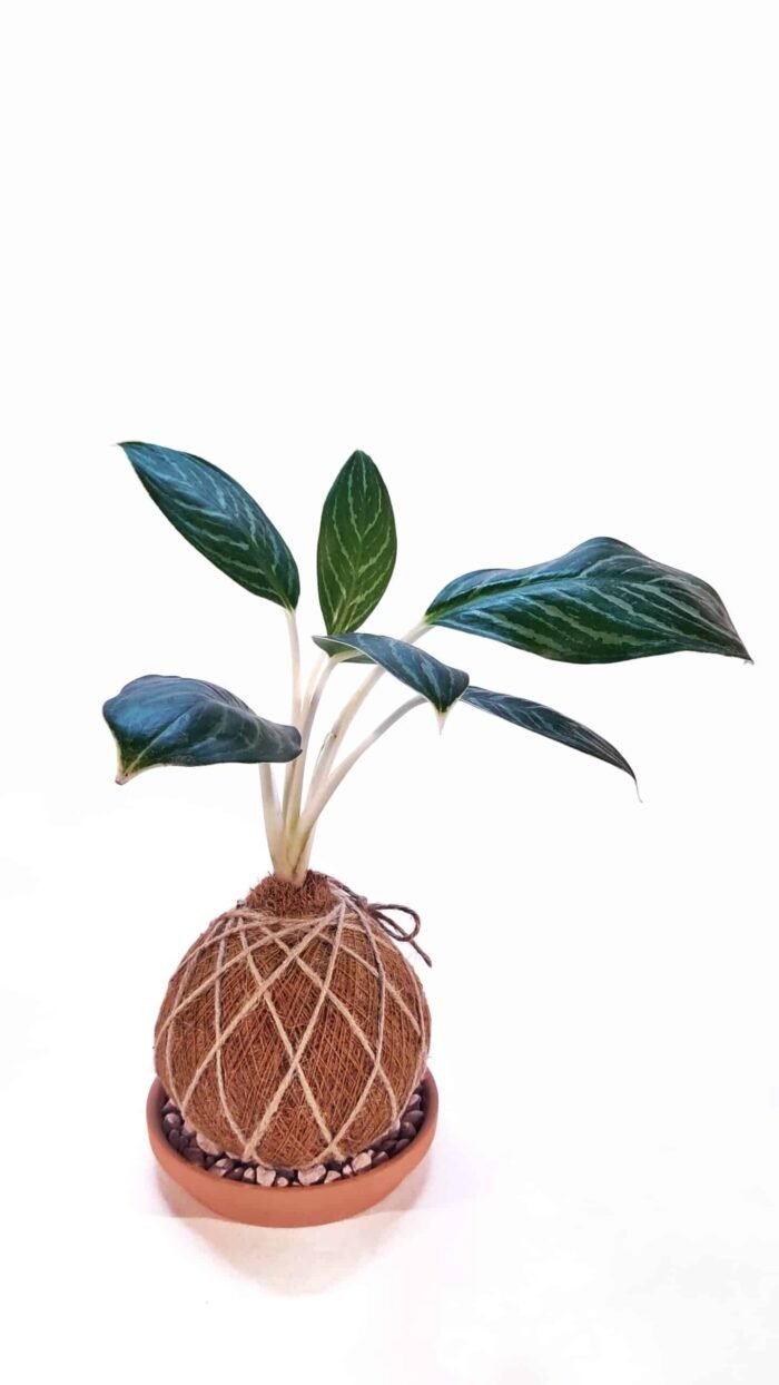 Kokedama Aglaonema Plateada - Imagen 3