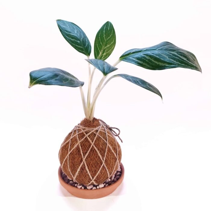 Kokedama Aglaonema Plateada