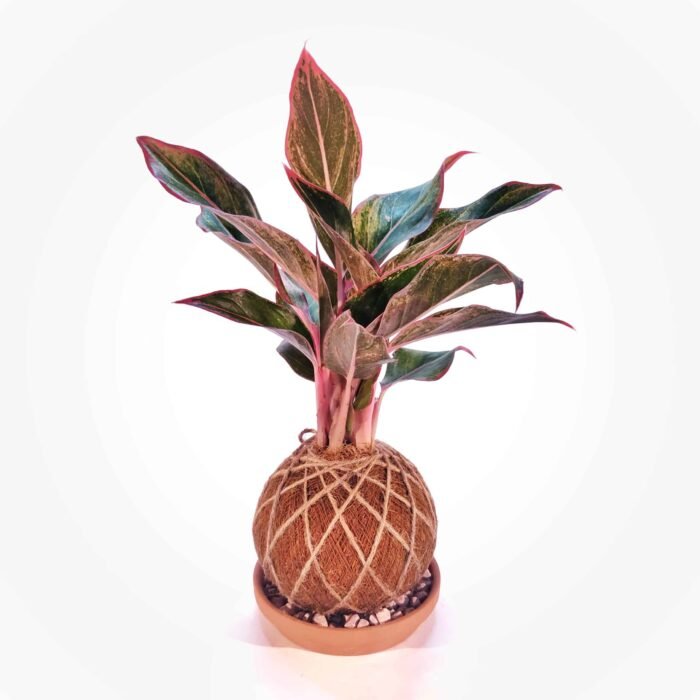 Kokedama Aglaonema Roja