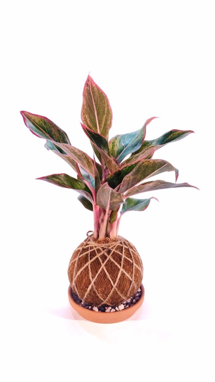 Kokedama Aglaonema Roja - Imagen 3