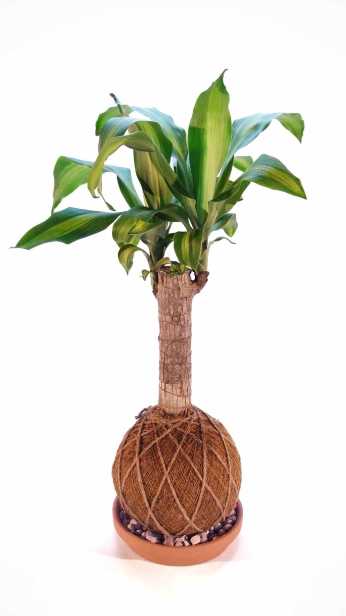 Kokedama Tronco de Brasil - Imagen 3