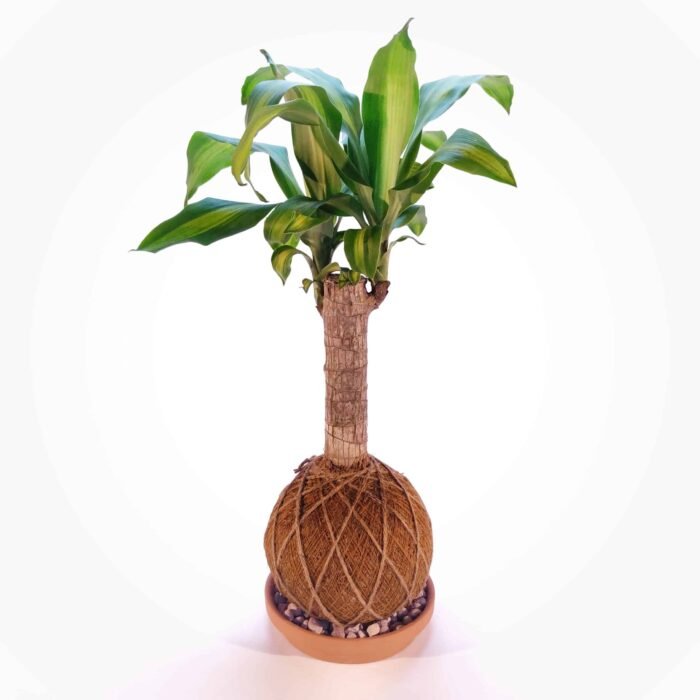 Kokedama Tronco de Brasil