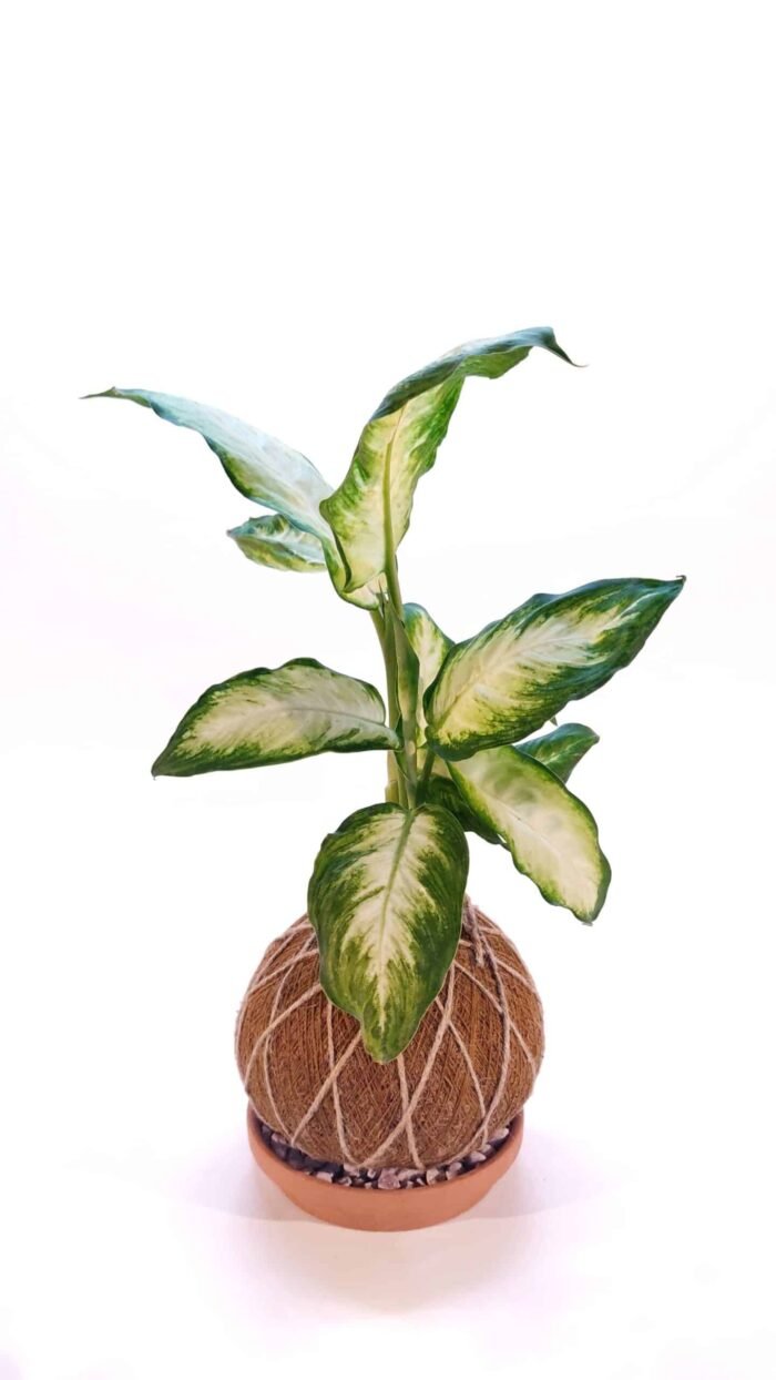 Kokedama Dieffembachia Camila - Imagen 3