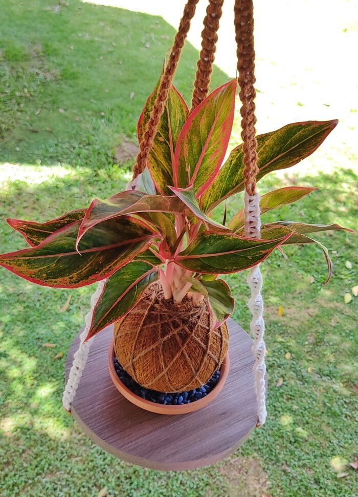 Kokedama Aglaonema Roja - Imagen 2