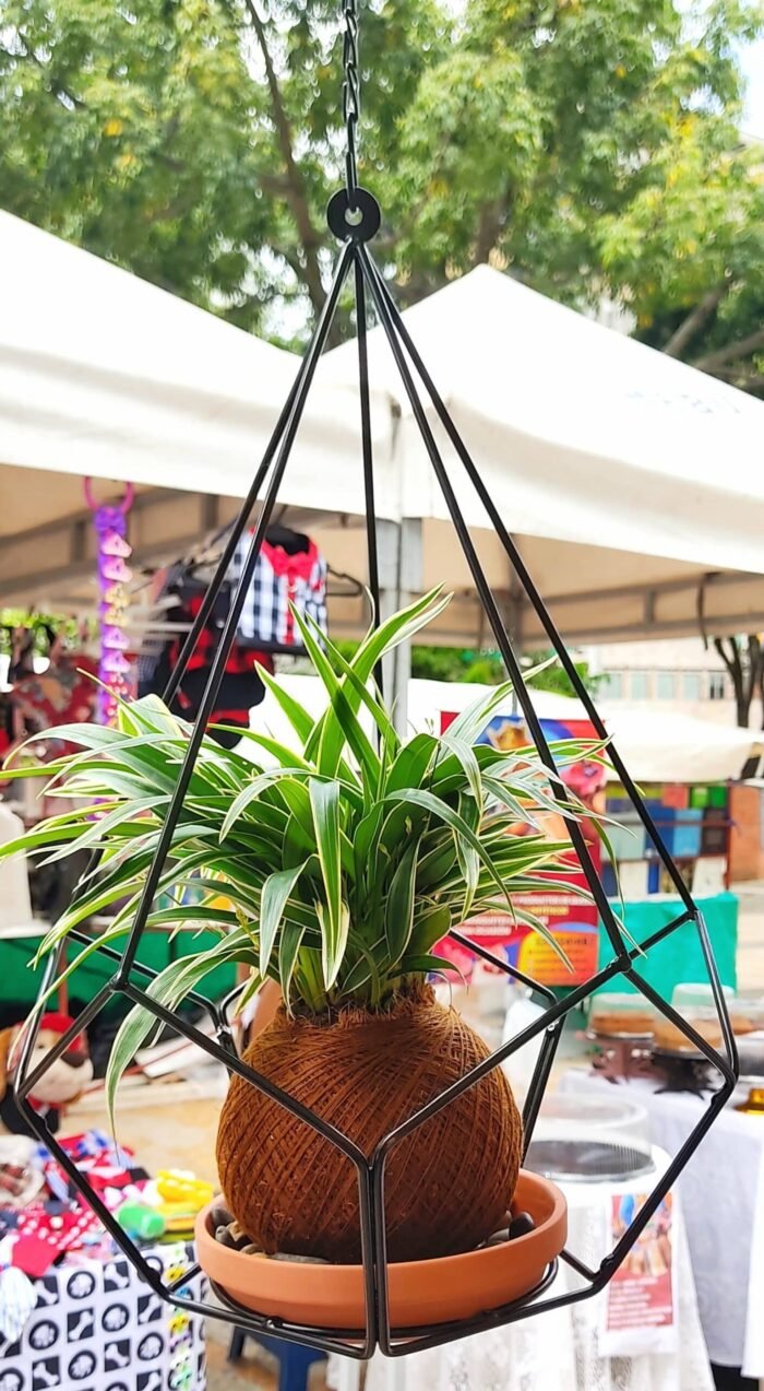 Kokedama Aglaonema Cinta - Imagen 2