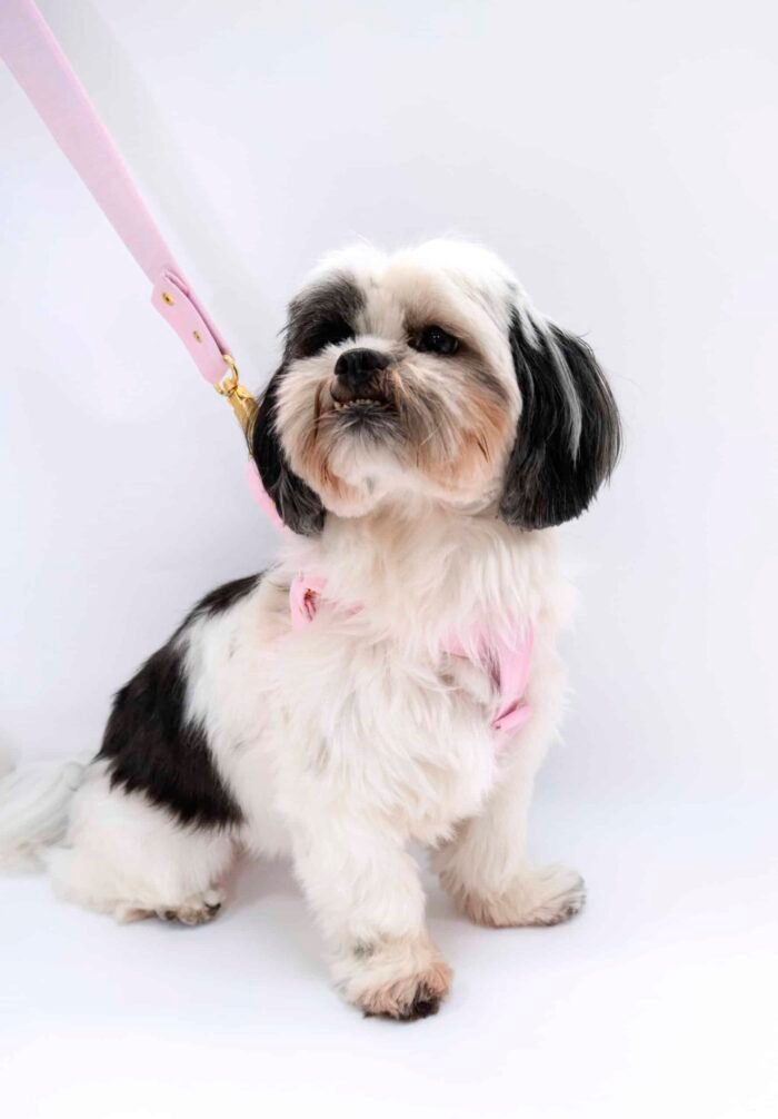 Arnés para Mascota - Imagen 3