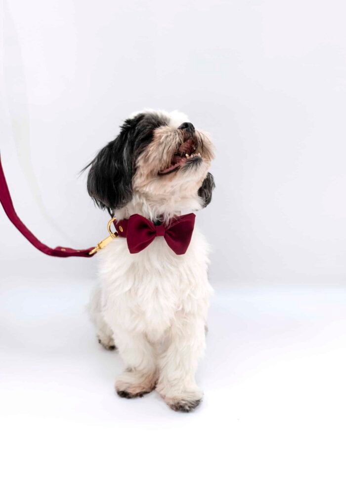 Moño Corbatín para Mascota - Imagen 4