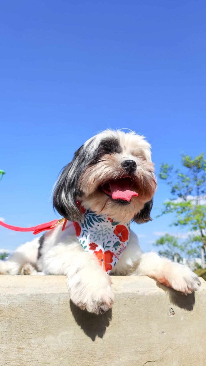 Pañoleta para Mascota - Imagen 6