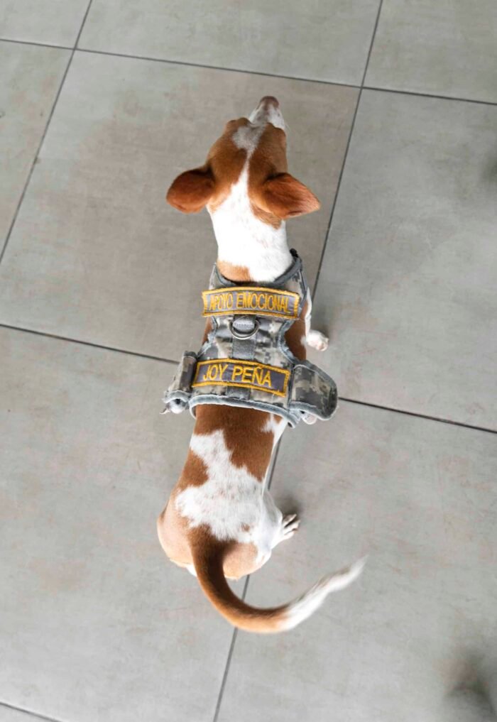 Certificado De Apoyo Emocional Para Mascotas 🐶 - Imagen 2